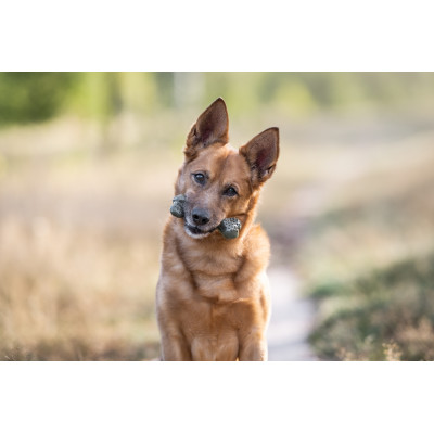 ECOMFY ZABAWKA DENTAL BONE 8,5CM OLIVE