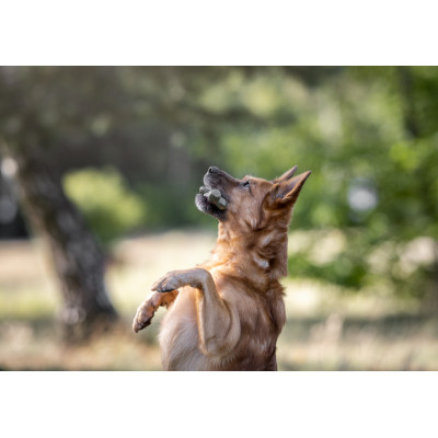 ECOMFY ZABAWKA DENTAL BONE 8,5CM OLIVE