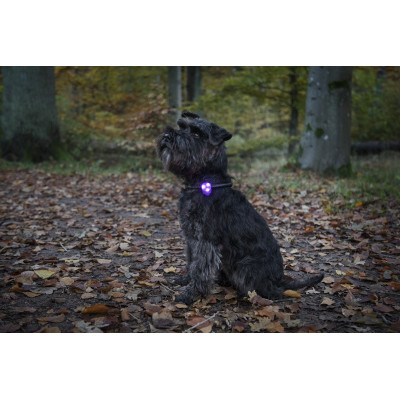 DOGMAN ZAWIESZKA LED ŻÓŁTA