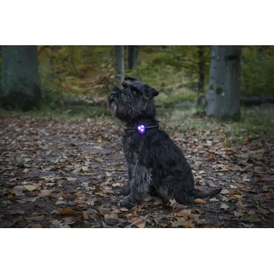 DOGMAN ZAWIESZKA LED ŻÓŁTA