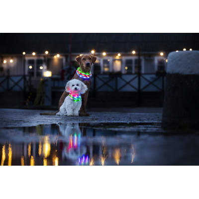 DOGMAN OPASKA LED NIEBIESKA PIES