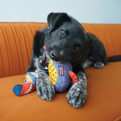 KONG BALLISTIC VIBEZ DODO ASSORTED M/L