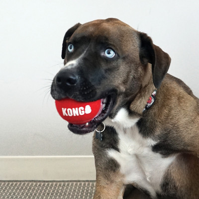 KONG SIGNATURE SPORTS BALLS S