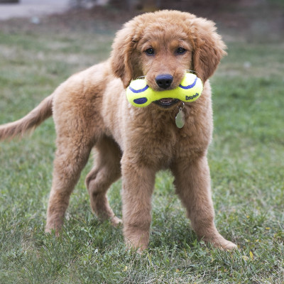 KONG AIRDOG DUMBBELL S
