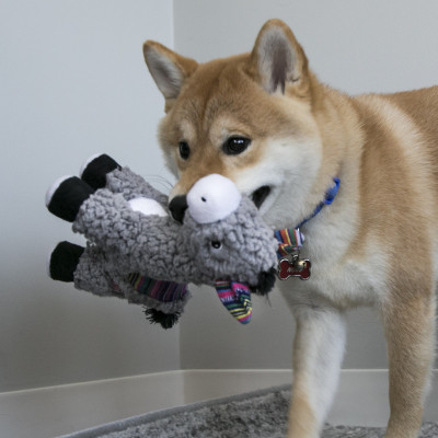KONG SHERPS DONKEY M