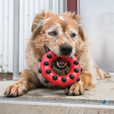 KONG DOTZ CIRCLE L