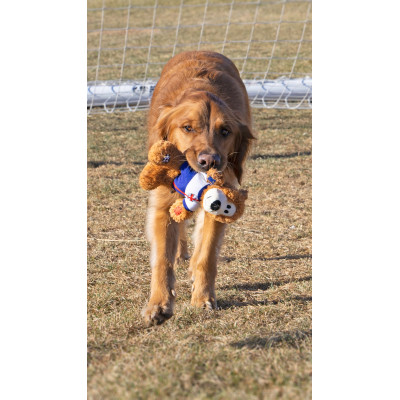 KONG SPORTS POLAND BEAR MD NKRS58