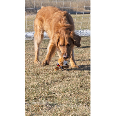 KONG SPORTS POLAND BEAR MD NKRS58