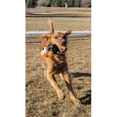 KONG KNOTS SPORTS POLAND BEAR MEDIUM