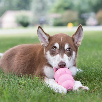 KONG ZABAWKA DLA PSA PUPPY RÓŻNE KOLORY XS