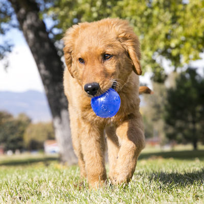 KONG SQUEEZZ BALL LARGE (A C) PSB1E