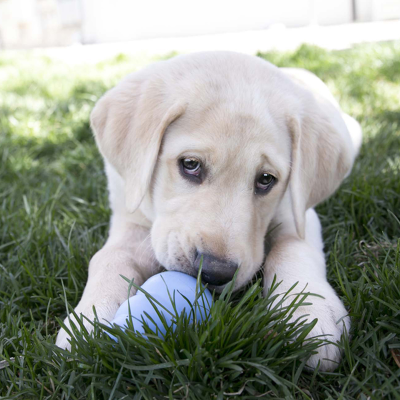 KONG PUPPY  S