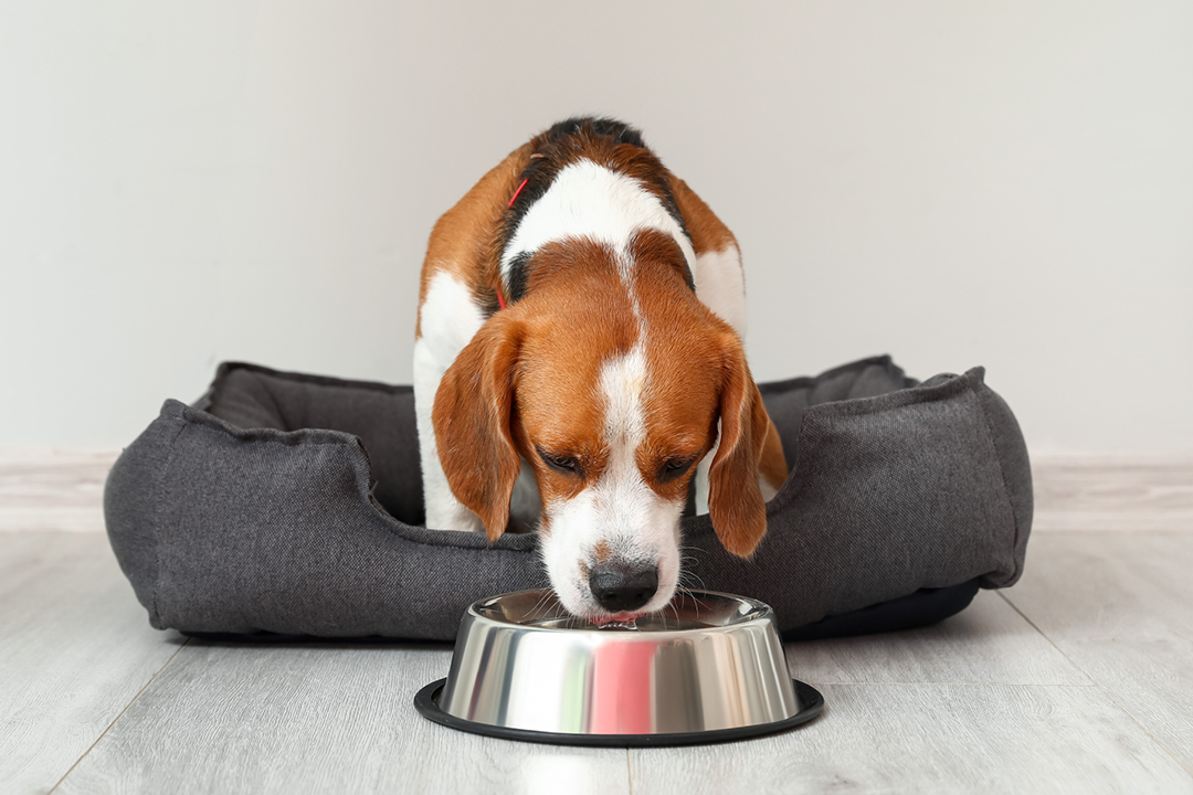 Jak często powinno się karmić psa?