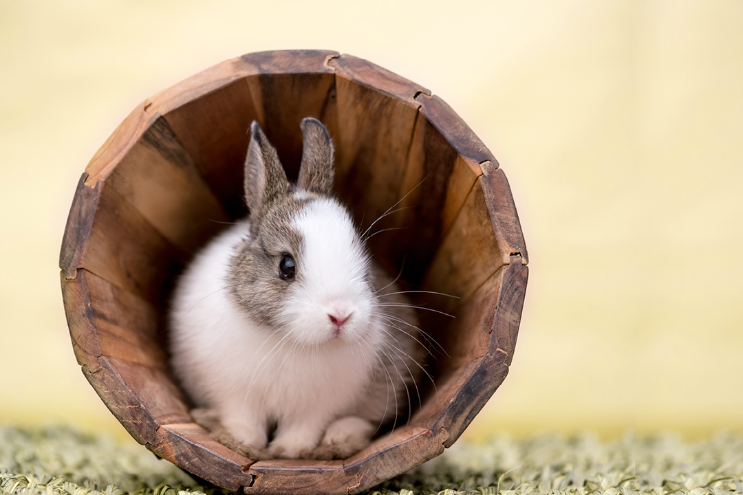 Rasy królików – od hermelina do baranka