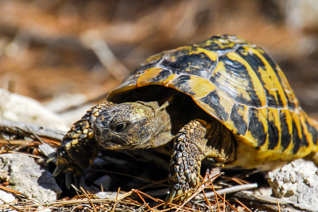 Żółw – wodny czy lądowy?