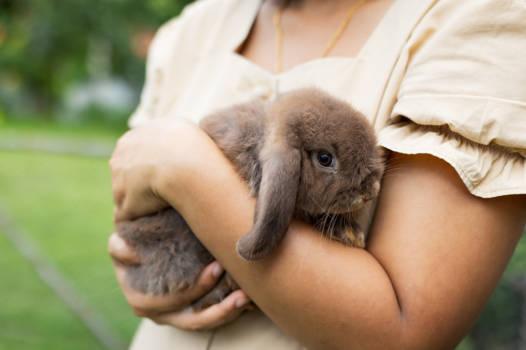 PODŁOŻE CUNIPIC NATURLITTTER  – dla gryzoni i nie tylko!