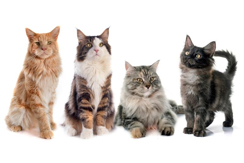 Jakiego kota wybrać? Najpopularniejsze rasy kotów