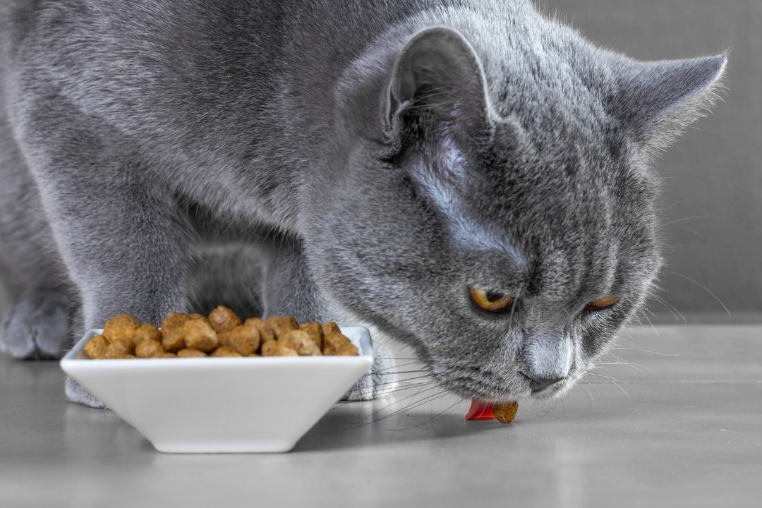Jak dbać o kota brytyjskiego? Dieta i pielęgnacja w praktyce