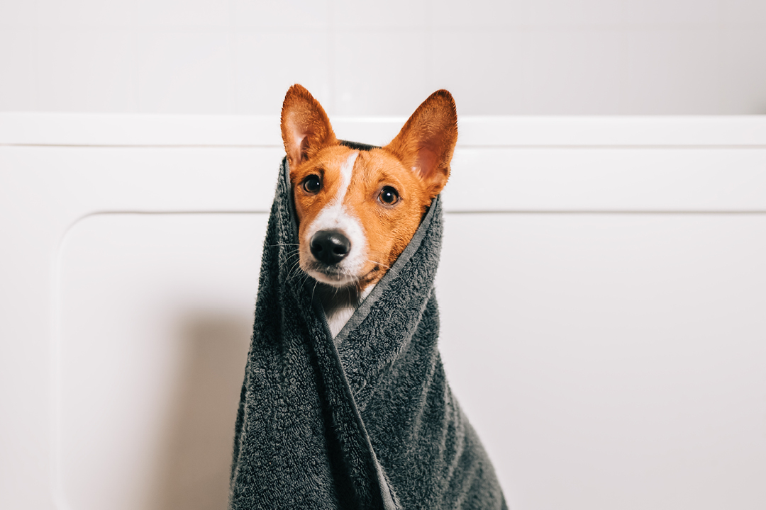 Pies w domu – jak zadbać o higienę?
