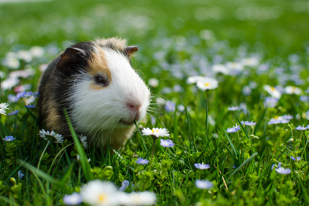 Czym karmić wiosną króliki i gryzonie?