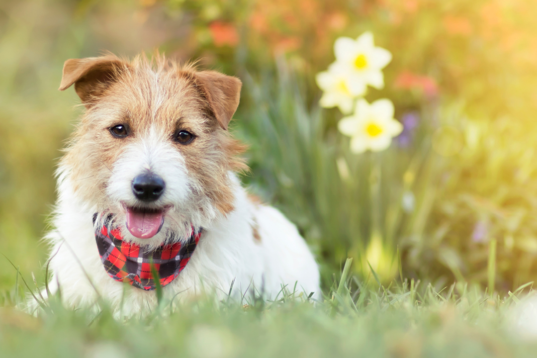 Jak zadbać o psa na wiosnę?