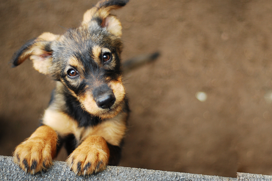 Adopcja psa – co trzeba wiedzieć?