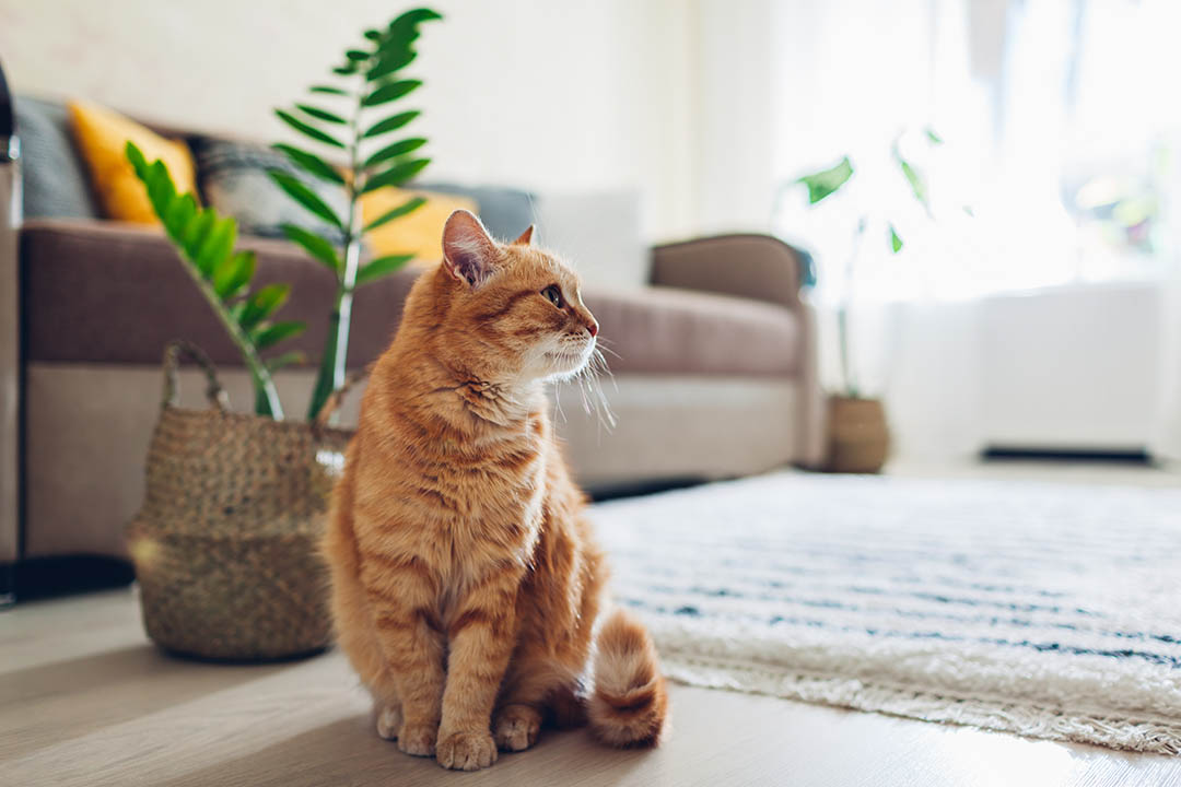 Zapalenie otrzewnej u kotów – jakie są objawy? Jak je leczyć?