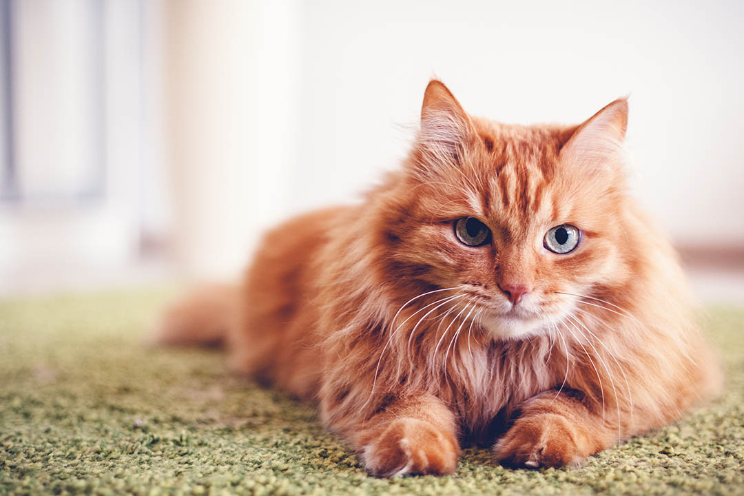 Jak wygląda ropień u kota – czym go leczyć i przemywać? 