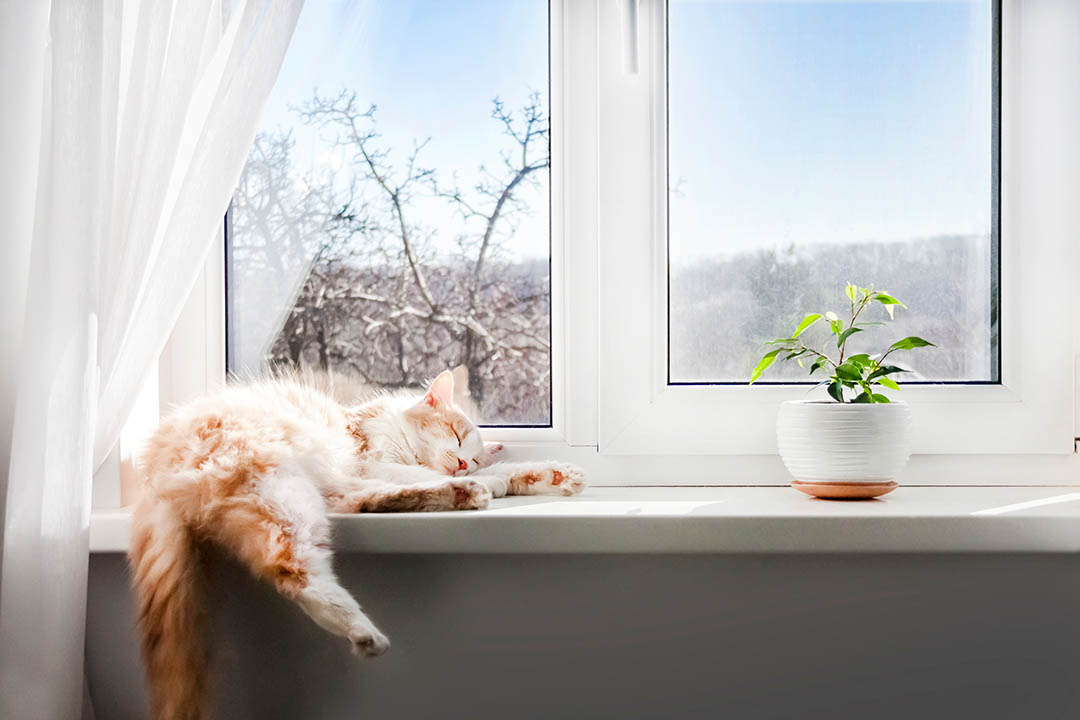 Jaka siatka na balkon dla kota najlepsza? 