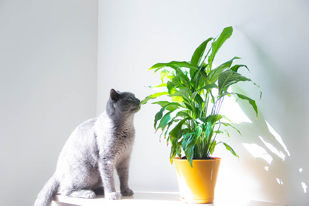 Jakie rośliny są trujące dla kota? Na co uważać?