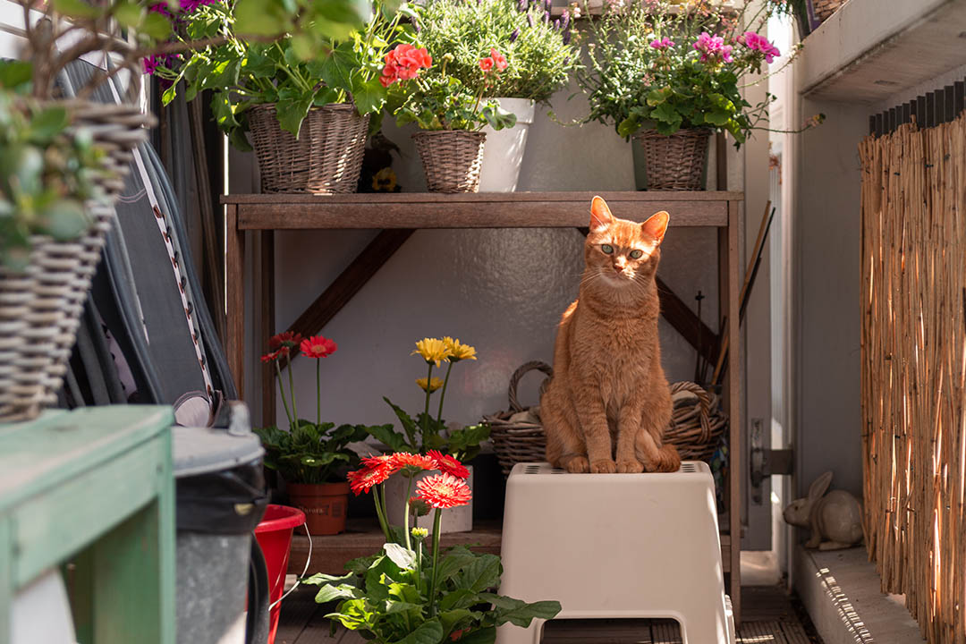 Jakie rośliny są bezpieczne dla kota?