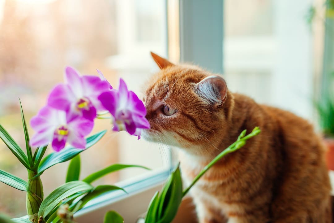 Kwiaty i rośliny bezpieczne dla kotów