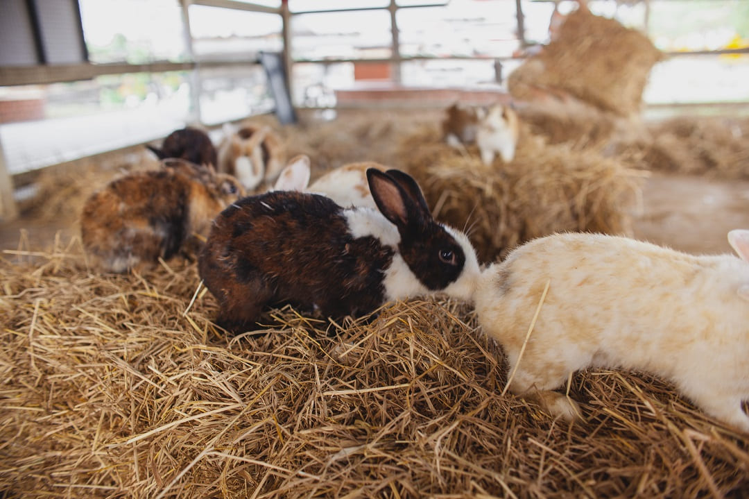 Mini Lop - czym charakteryzuje się królik baranek miniaturka?