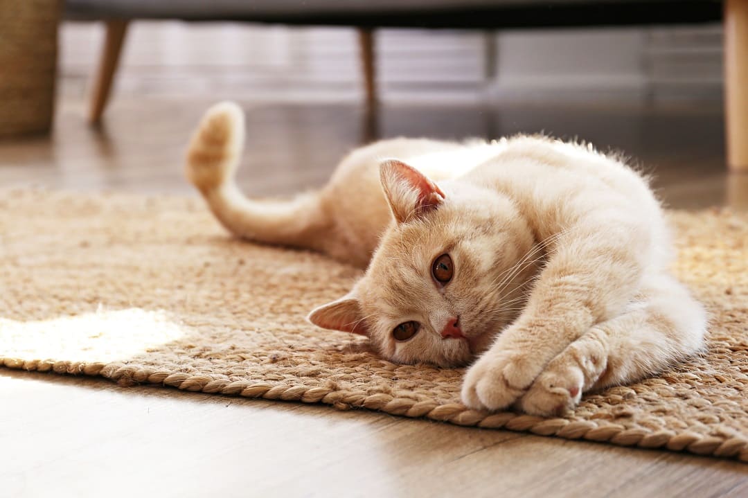 Fiv u kota - przyczyny, objawy i leczenie