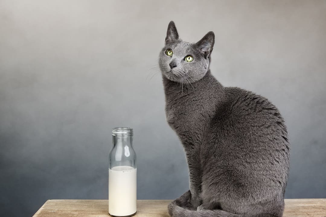 Mleko dla kota - dlaczego koty nie powinny pić mleka?