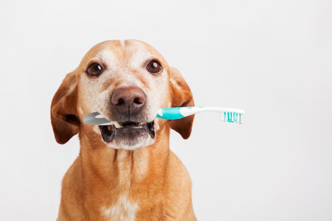 Czyszczenie zębów psa - kiedy i jak to robić?