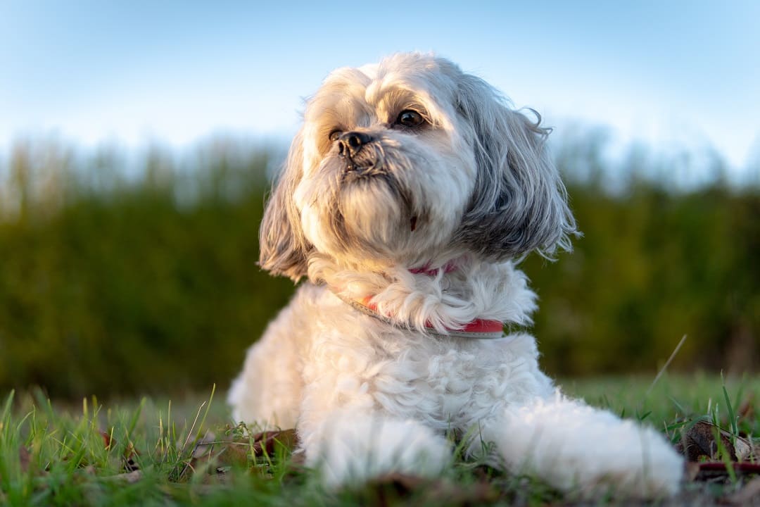 Shih tzu - usposobienie, karmienie i pielęgnacja