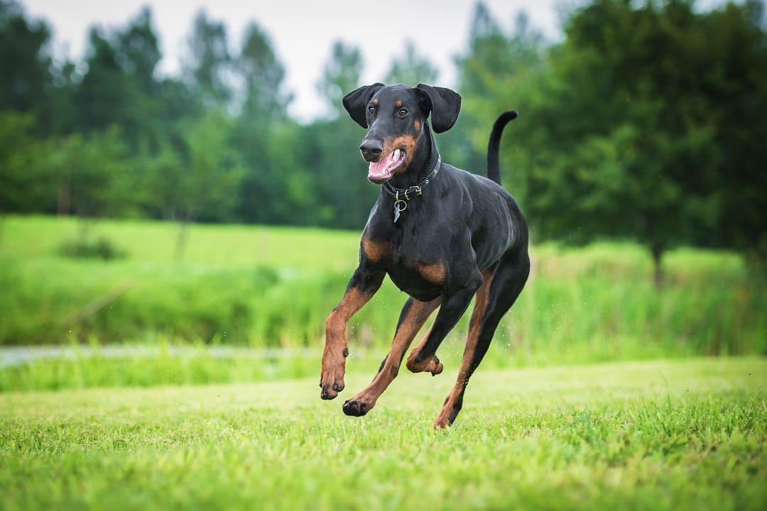 Doberman a dzieci - to musisz wiedzieć!