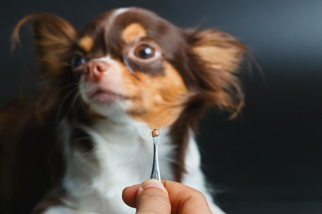 Jak wybrać skuteczny preparat na kleszcze dla psa?