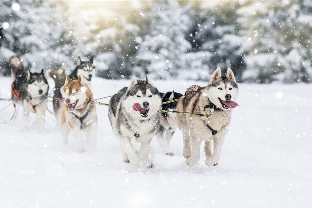 Husky - usposobienie, karmienie i pielęgnacja