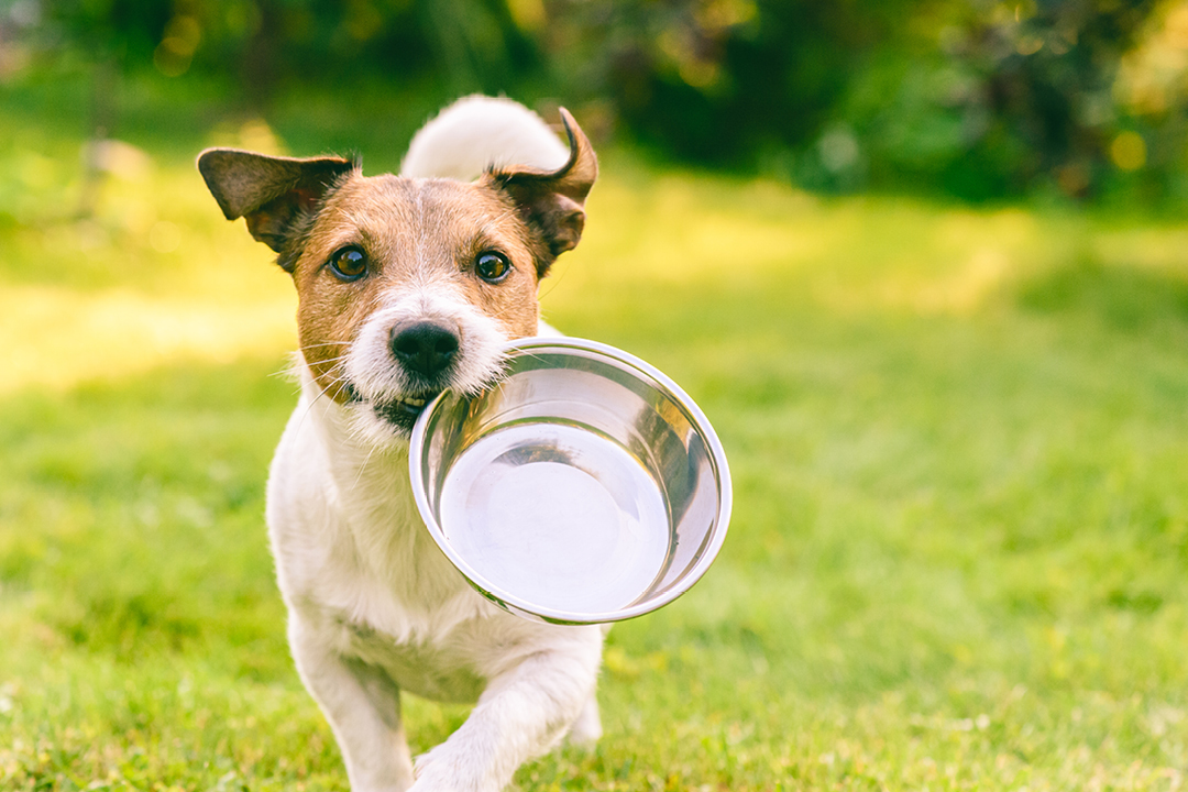 Jak karmić psa w czasie upałów?