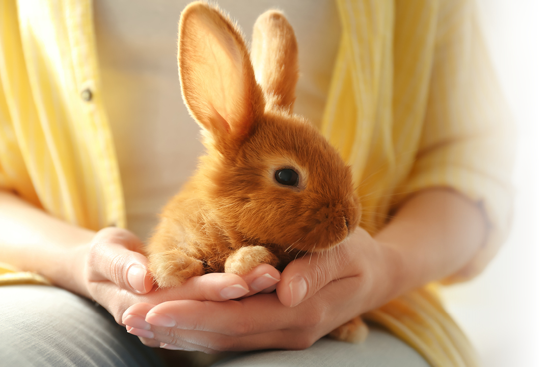 Jak długo żyją króliki i gryzonie?