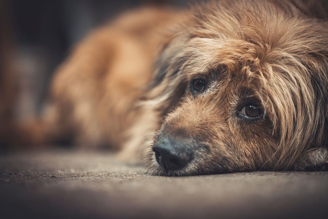 Jak leczyć zapalenie pęcherza u psa? Ile trwa?