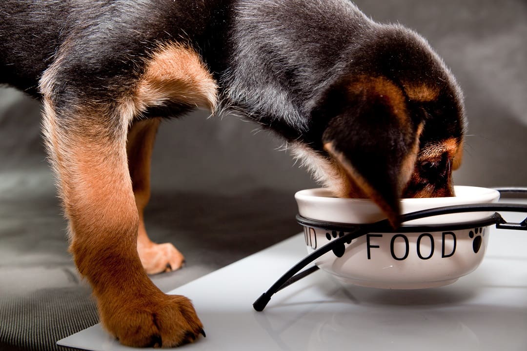 Miska dla psa ceramiczna czy metalowa? Jaka będzie najlepsza?