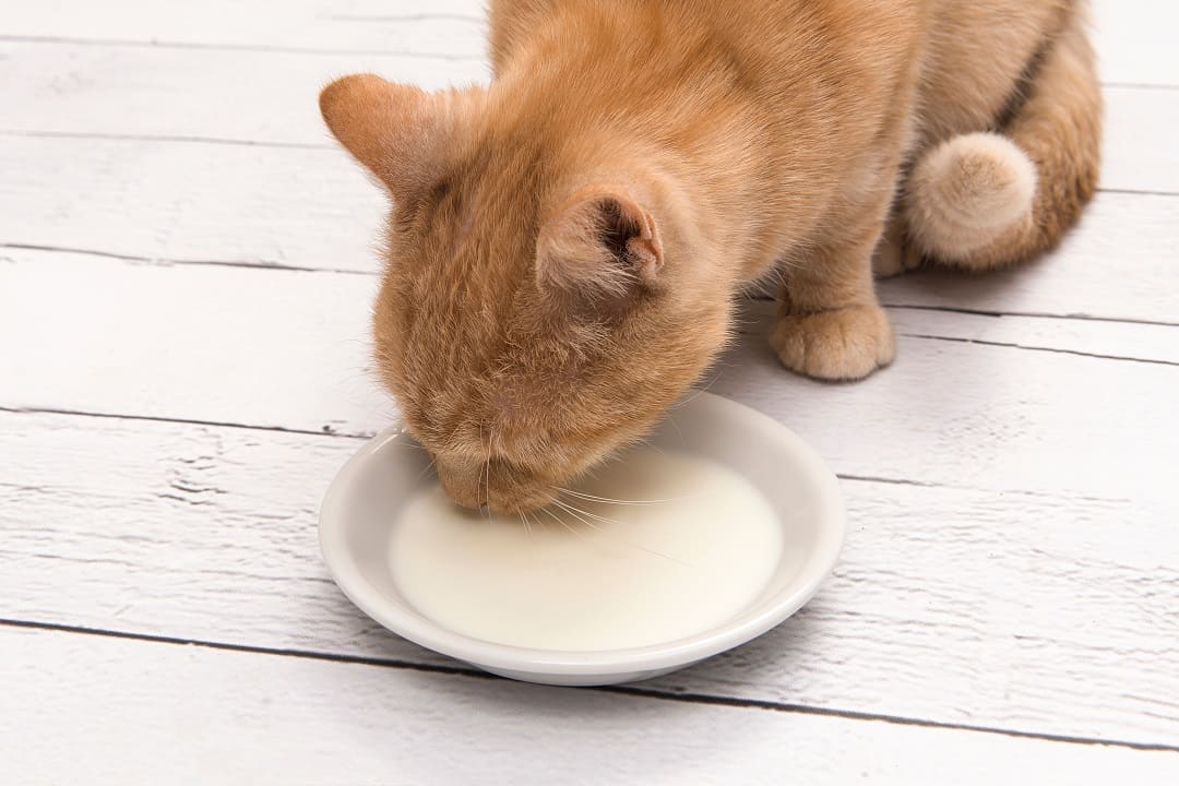 Czy koty mogą pić mleko? Jeśli tak, to jakie?