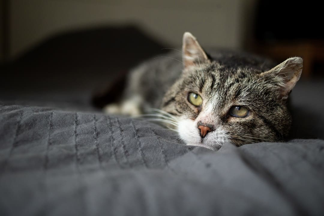 Stres u kota - jak go zmniejszyć? Objawy i skutki