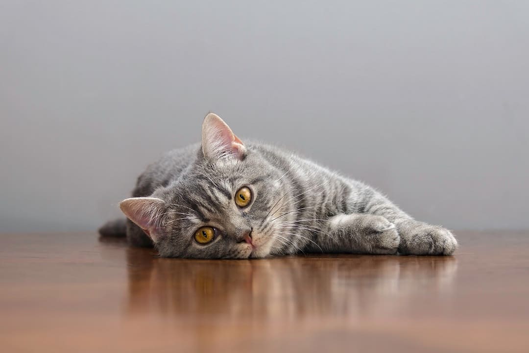 Biegunka i brak apetytu u kota - przyczyny, objawy, leczenie