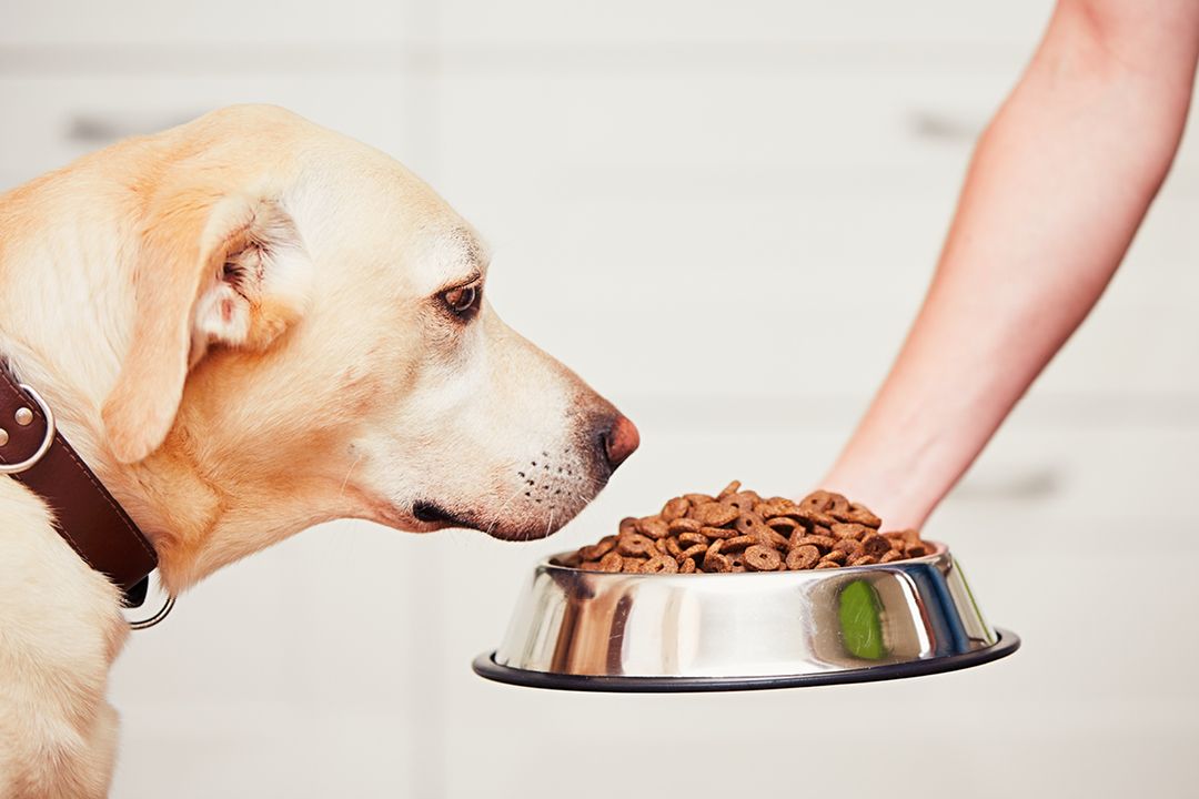 Jak często powinno się karmić psa?  