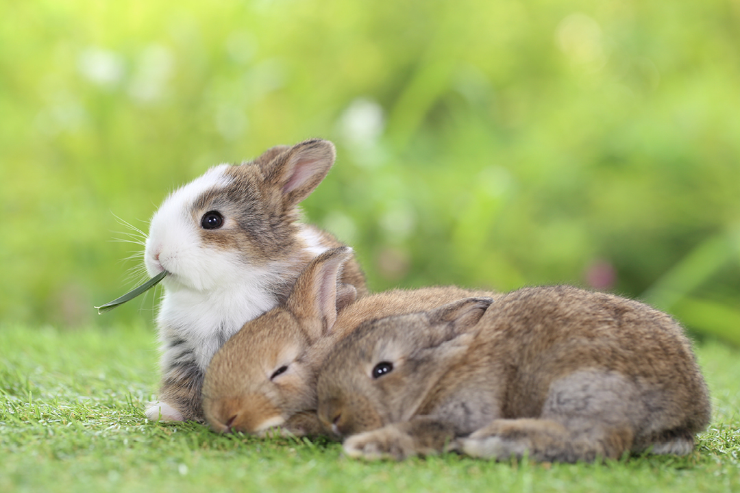 Jak długo żyją króliki i gryzonie?