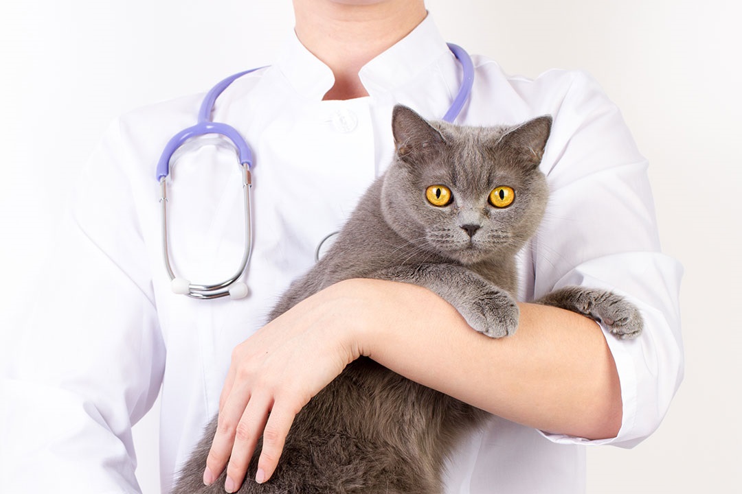 Jak zadbać o kota po sterylizacji?